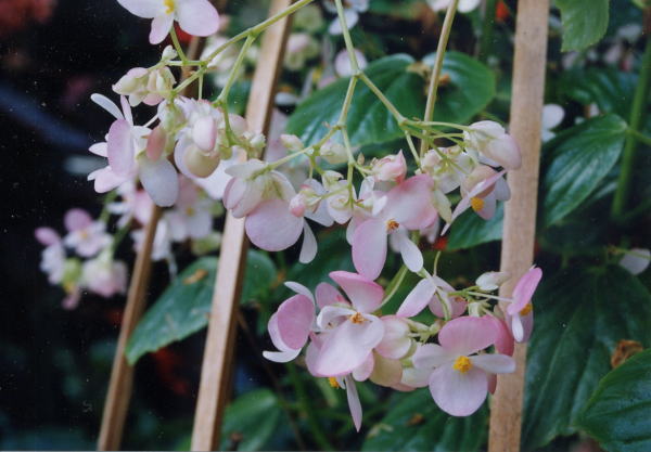 B. ‘Bridal Bel’